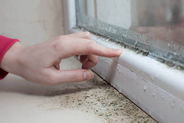 Environmental Consulting for Mold Prevention in Lucas, TX